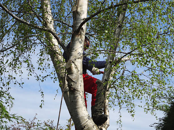 Best Hazardous Tree Removal  in Owasso, OK