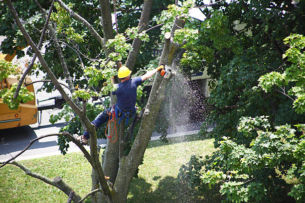 How Our Tree Care Process Works  in  Owasso, OK